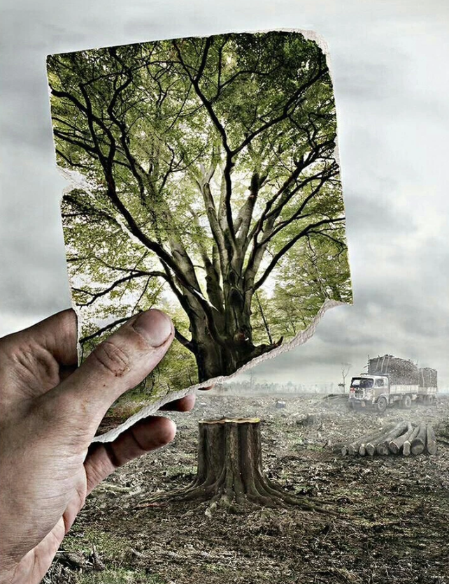 一棵树不砍不伐也能换来钱 贵州实施单株碳汇精准扶贫项目，探索“两山”双向转化渠道