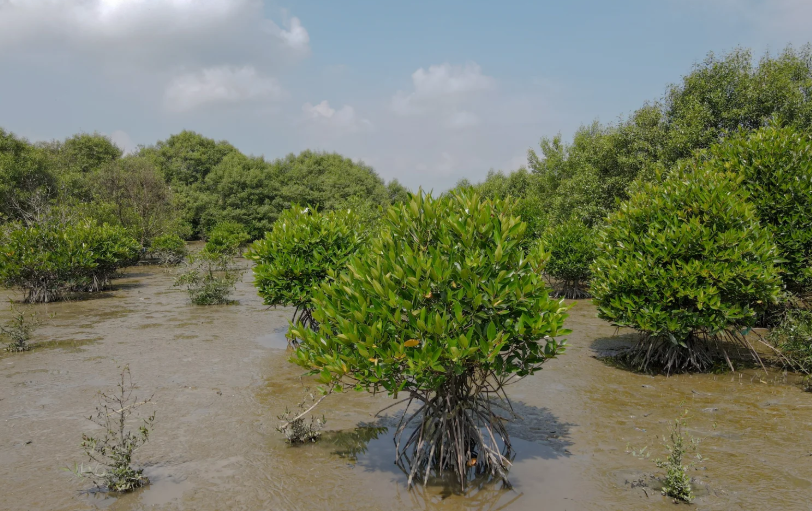全国首个海洋领域温室气体减排项目落地