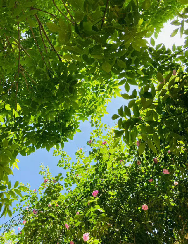 如何提升生态环境法典治理效能？