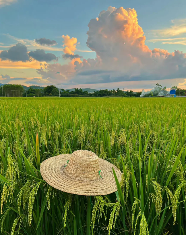 农业农村部部署“十五五”农药科学安全使用工作