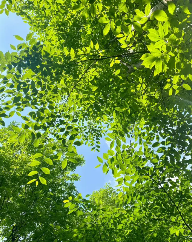 “智慧大脑”巧妙平衡生态与市场