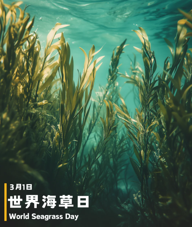 海草床植被修复碳汇方法学发布 通过市场机制实现海草床碳汇价值
