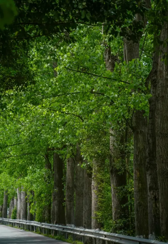 科学圆桌会丨林木育种专家：治理杨絮，有了“治本”的办法