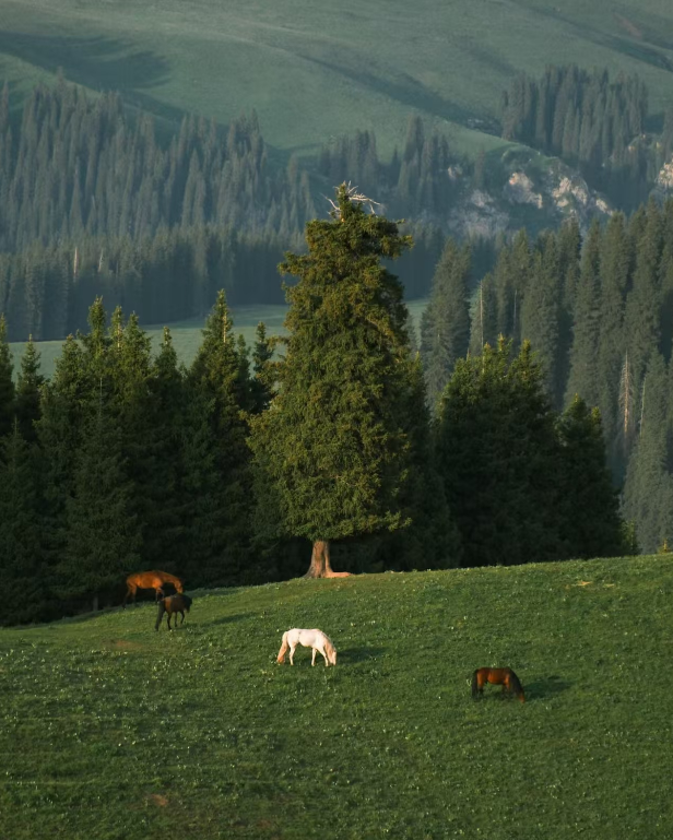 “双碳”目标向海延伸 海洋碳汇如何激活蓝色经济？
