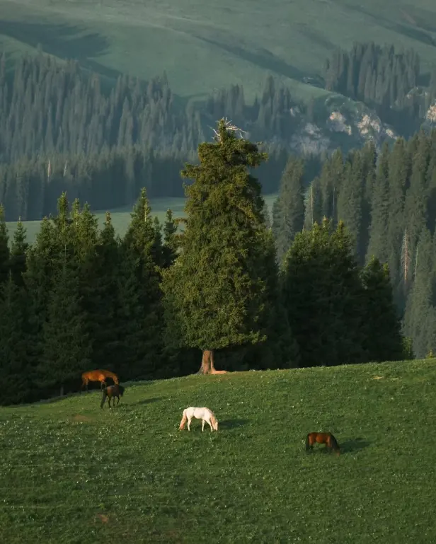 “双碳”目标向海延伸 海洋碳汇如何激活蓝色经济？