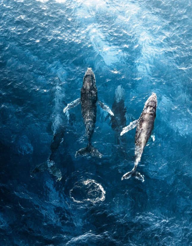 从“无废景区”到“无废城市”——三亚践行“绿水青山就是金山银山”的治理路径