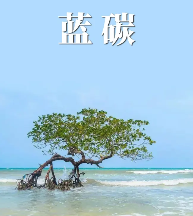 东台将湿地“蓝碳”转化为金融资本