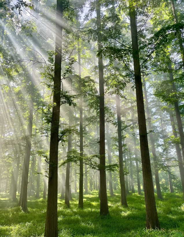 专家畅谈学习2026年中央一号文件体会