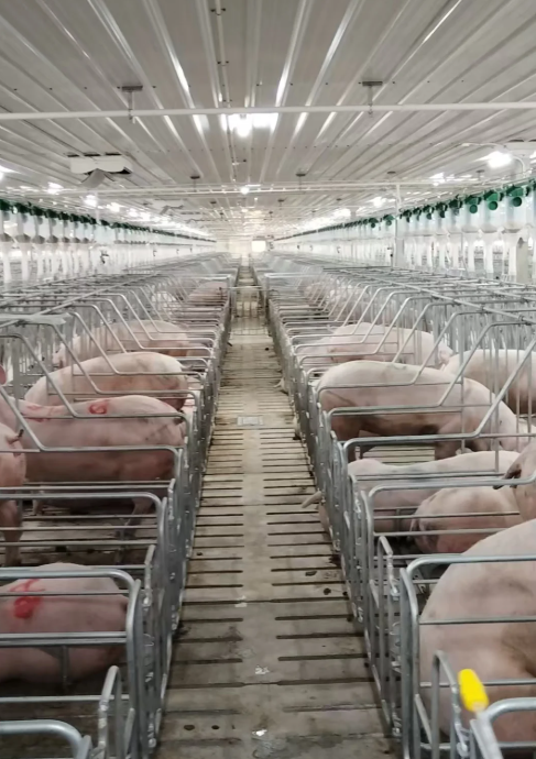 CCER扩围，推动养猪场的绿色低碳转型