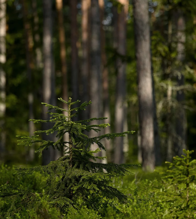 广州都府社区：推窗见绿 俯身闻香